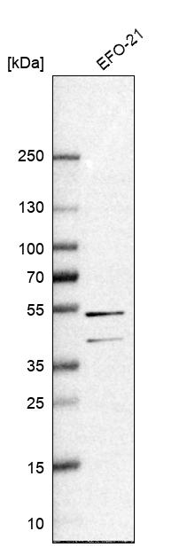 Anti-RAI2 Antibody