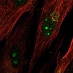 Immunofluorescent staining of human cell line BJ shows localization to nucleoli & the Golgi apparatus.