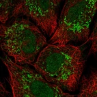 Immunofluorescent staining of human cell line A549 shows localization to nucleus & mitochondria.