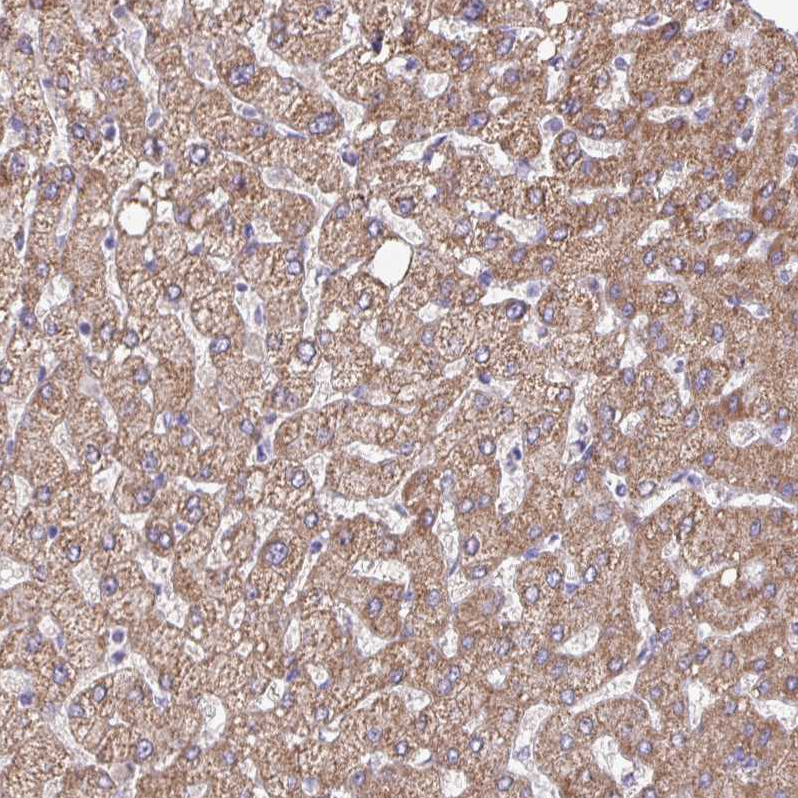 Anti-OTULIN Antibody