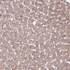 Anti-OTULIN Antibody