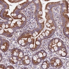 Immunohistochemical staining of human small intestine shows strong cytoplasmic granular positivity in glandular cells.