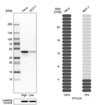 Western blot analysis in human cell lines HeLa and MCF-7 using Anti-OTULIN antibody. Corresponding OTULIN RNA-seq data are presented for the same cell lines. Loading control: Anti-HSP90B1.