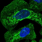 Immunofluorescent staining of human cell line U-2 OS shows localization to plasma membrane & mitochondria.