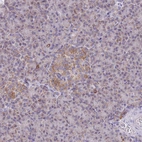 Immunohistochemical staining of human Pancreas shows moderate granular cytoplasmic positivity in islets of Langerhans and exocrine glandular cells.