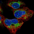 Immunofluorescent staining of human cell line HEK 293 shows localization to nuclear membrane & mitochondria.