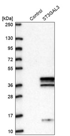 Western blot analysis in control (vector only transfected HEK293T lysate) and ST3GAL3 over-expression lysate (Co-expressed with a C-terminal myc-DDK tag (~3.1 kDa) in mammalian HEK293T cells, LY406360).