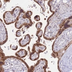 Immunohistochemical staining of human placenta shows strong nuclear and cytoplasmic positivity in trophoblastic cells.