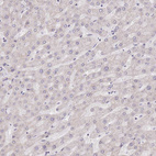 Anti-MINDY2 Antibody