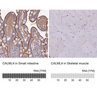 Anti-CALML4 Antibody