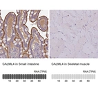 Anti-CALML4 Antibody