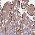 Anti-CALML4 Antibody