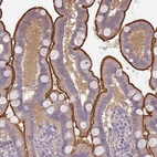 Immunohistochemical staining of human small intestine shows high expression.