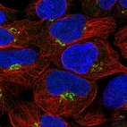 Immunofluorescent staining of human cell line HEK 293 shows localization to the Golgi apparatus.