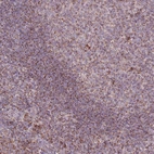 Immunohistochemical staining of human tonsil shows moderate granular cytoplasmic positivity in germinal center cells.