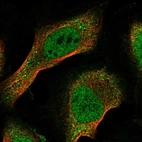 Immunofluorescent staining of human cell line U-2 OS shows localization to nucleoplasm.