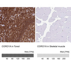 Immunohistochemistry analysis in human tonsil and skeletal muscle tissues using HPA051132 antibody. Corresponding CORO1A RNA-seq data are presented for the same tissues.