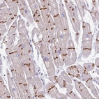 Anti-C2orf68 Antibody