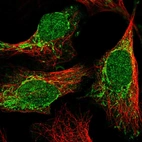 Immunofluorescent staining of human cell line U-2 OS shows localization to nucleus & mitochondria.