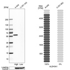 Western blot analysis in human cell lines A-549 and U-251MG using Anti-ALDH3A1 antibody. Corresponding ALDH3A1 RNA-seq data are presented for the same cell lines. Loading control: Anti-GAPDH.