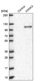 Western blot analysis in control (vector only transfected HEK293T lysate) and KANK3 over-expression lysate (Co-expressed with a C-terminal myc-DDK tag (~3.1 kDa) in mammalian HEK293T cells, LY403679).
