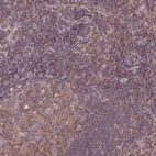 Anti-STAT5A Antibody