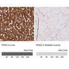 Anti-PCK2 Antibody