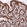 Anti-MCTP2 Antibody