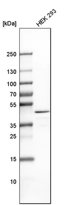 Western blot analysis in human cell line HEK 293.