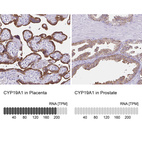 Anti-CYP19A1 Antibody