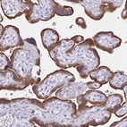 Immunohistochemical staining of human placenta shows high expression.