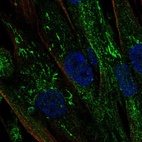 Immunofluorescent staining of human cell line ASC TERT1 shows localization to mitochondria.
