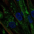 Immunofluorescent staining of human cell line ASC TERT1 shows localization to mitochondria.