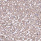 Immunohistochemical staining of human liver shows weak granular cytoplasmic positivity in hepatocytes.
