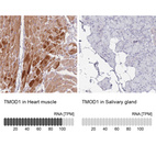 Anti-TMOD1 Antibody