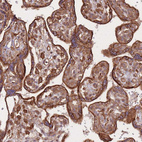 Immunohistochemical staining of human placenta shows strong cytoplasmic-membranous positivity in trophoblastic cells.