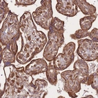 Immunohistochemical staining of human placenta shows strong cytoplasmic-membranous positivity in trophoblastic cells.