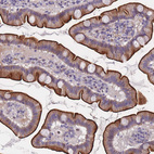 Immunohistochemical staining of human small intestine shows strong membranous positivity in glandular cells.