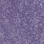 Immunohistochemical staining of human lymph node shows no positivity in non-germinal center cells as expected.