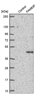 Western blot analysis in control (vector only transfected HEK293T lysate) and FAM83F over-expression lysate (Co-expressed with a C-terminal myc-DDK tag (~3.1 kDa) in mammalian HEK293T cells, LY408690).