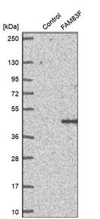 Western blot analysis in control (vector only transfected HEK293T lysate) and FAM83F over-expression lysate (Co-expressed with a C-terminal myc-DDK tag (~3.1 kDa) in mammalian HEK293T cells, LY408690).