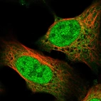 Immunofluorescent staining of human cell line U-2 OS shows localization to nucleoplasm & cytosol.