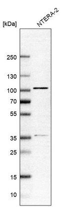 Anti-ZNF281 Antibody