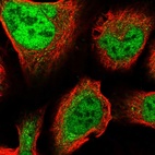 Immunofluorescent staining of human cell line U-2 OS shows localization to nucleoplasm.