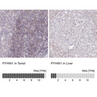 Anti-PYHIN1 Antibody