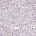 Anti-PYHIN1 Antibody