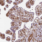 Immunohistochemical staining of human placenta shows strong positivity in endothelial cells.