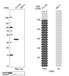 Western blot analysis in human cell lines U2OS and MCF-7 using Anti-CNN3 antibody. Corresponding CNN3 RNA-seq data are presented for the same cell lines. Loading control: Anti-PFN1.