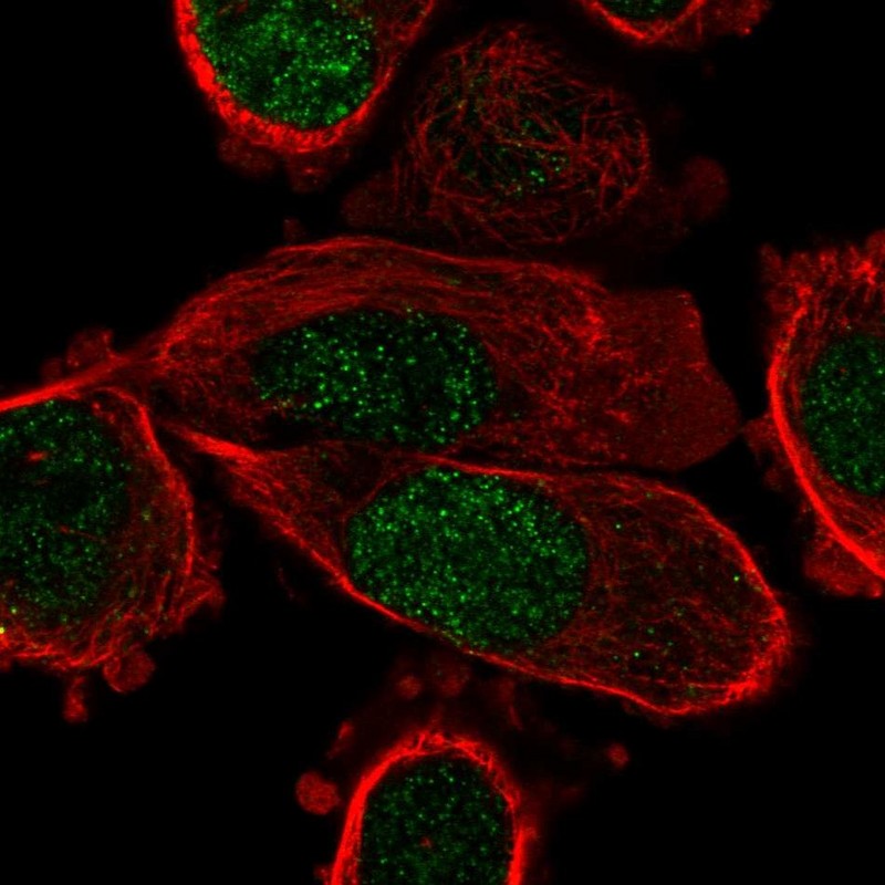 Anti-PPARG Antibody