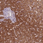 Anti-KIAA1841 Antibody
